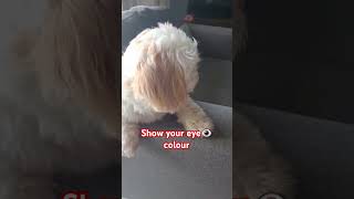 Rate my eye color shorts dogs funny [upl. by Metabel]