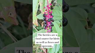 American pokeweed 😍🍃 tinydreamerhomestead Americanpokeweed pokeweed [upl. by Erehs382]