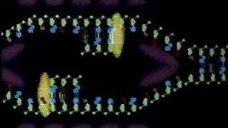 DNA Replication Animation [upl. by Ralyt]