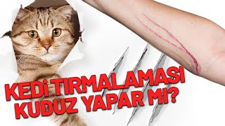 Kedi Tırmalaması Kuduz Yapar mı [upl. by Kerril]