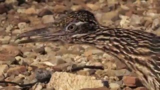 Greater Roadrunner Geococcyx californianus and Rattlesnake [upl. by Otrebtuc700]