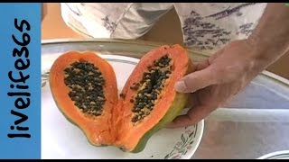 How toEat a Papaya [upl. by Ahsenre]