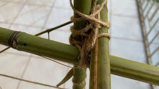 Building a Cucurbit Trellis  Carrot Germination [upl. by Suzetta872]