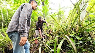 Suxa nhận giống từ trang trại mang về vườn trông Tony Phong cuộc sống Châu Phi [upl. by Nirroc253]