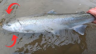 SPEY FISHING CHAGRIN RIVER OHIO STEELHEAD MARCH 2023 [upl. by Gal]