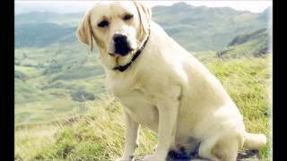 Labrador And 2 Sheep Dogs Barking  Sound Effect [upl. by Leanard]