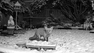 Why do I help foxes Watch this their lives are hard and they are vilified by many ❤️ [upl. by O'Driscoll]