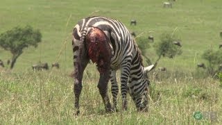 Zebras Natures Ultimate Prey  Horrifying Planet  Ep 1 [upl. by Berglund]