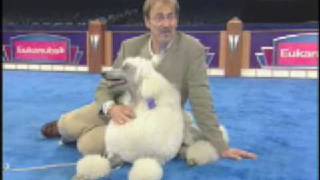 Training a show dog to stack with  Eric Salas [upl. by Nylle]