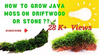 How to grow aquarium java moss on diftwood or stones rocks  yogurt method Dry start method [upl. by Quintin]