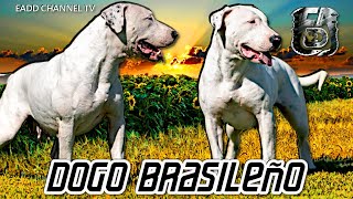 Raza de perro brasilero❌ Bull terrier y Boxer ►Dogo Brasilero ✔️ [upl. by Ileyan643]