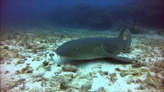 quotNurse Sharks Can Bite as on this diveCaptain Sharks Belize [upl. by Lari]