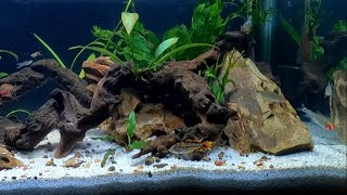 NATURAL AQUARIUM 3 Week Update WOW [upl. by Iruam]