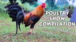 POULTRY EXPO 2023 COMPILATION [upl. by Aremat553]