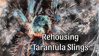 Rehousing Tarantula Slings in Slingville [upl. by Notnirb]