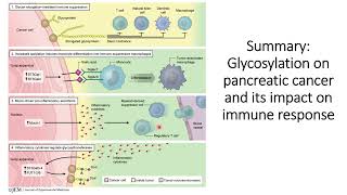 Glycosylation in pancreatic cancer cells and its impact on Immune Response code 514 [upl. by Algie]