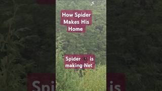 The Science of Spider Silk How Nature Makes Its Own Superhero [upl. by Brenan]