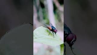 Housefly nature funny behaviour macro insects habitat biodiversity vector dance trending [upl. by Seluj]