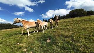 Déjeuner en ferme auberge bienvenue au Buchwald [upl. by Nodnarbal73]