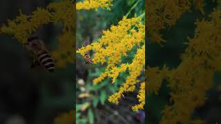 Bees busy collecting honey to prepare for winter [upl. by Eeb668]