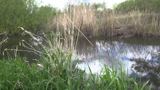 RIVER LODDON SINDLESHAM MILL SINDLESHAM BERKSHIRE [upl. by Gabe]