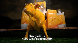 OLIVITE SE  Lançamento da UCBVET🐄🚀 [upl. by Nacim884]