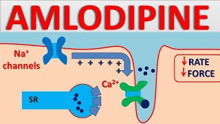 Amlodipine 5mg  Mechanism side effects interactions and uses [upl. by Onavlis615]