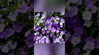 Yesterday Today Tomorrow Plant Available 8590234419 whatsapp floweringplant shorts gardening [upl. by Lyudmila]