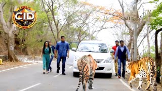 জঙ্গলে সিআইডি অফিসারের ওপর চড়াও হয় চিতা  সিআইডি CID  bengali crime series 2024 [upl. by Korman]