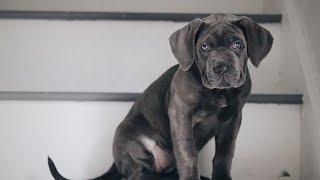 CANE CORSO PUPPY TRAINING [upl. by Malone658]