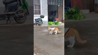 Patrolling the territory😻😻😻 pets cute cat [upl. by Yauqaj]