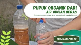 cara mudah membuat pupuk organik cair POC dgn hasil maksimal [upl. by Inavoy]