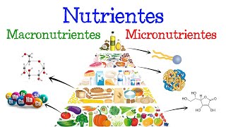 💥 Nutrientes Macronutrientes y Micronutrientes 💥 ¿Qué son Fácil y Rápido  BIOLOGÍA [upl. by Enitnelav]