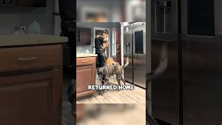 Cop Comes Home to the Sweetest Reunion With His Dog 🐾❤️ shorts [upl. by Cherye176]