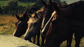 Shagya Arabians Romania [upl. by Farrow]