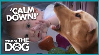 Aggressive Labradors Endanger Newborn  Its Me or the Dog [upl. by Auberbach]