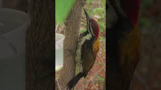 Black rumped flameback woodpecker [upl. by Atinuj256]