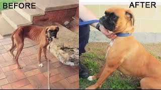 RSPCA NSW Short Tails  Inspector Cases [upl. by Brechtel]