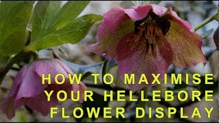 How to cut back hellebores to show off their flowers [upl. by Nnor]