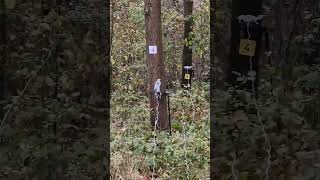 FIELD TARGET 🔥🔥🔥💣💣🎯🎯tirodeportivo clubdetiro shotsviralvideo airgun jsb1000 [upl. by Ylehsa246]