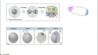 mosaic and regulative development [upl. by Xela]