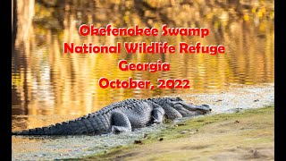 Okefenokee Swamp Solo Paddle Georgia October 2022 [upl. by Arocahs]