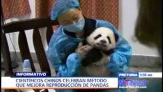 China Récord de nacimientos de osos panda en cautiverioNTN24com [upl. by Hayne]