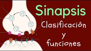 SINAPSIS Clasificación y funciones [upl. by Nimzay366]