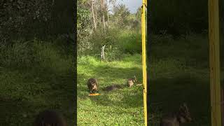 Swamp Wallaby and Rock Wallaby Enjoying Organic Bananas Organic Carrots and Local Papaya 💕🦘🍌🥕🧡 [upl. by Aronoel]