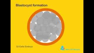 Blastocyst formation [upl. by Anissa]