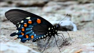 Black Swallowtail Butterfly feeding at McCommas Bluff [upl. by Ellimaj]