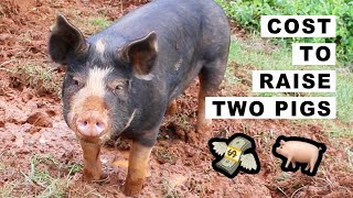 Cost to Raise 2 pigs on 15 Acres 🐖 🐷 [upl. by Okiman]