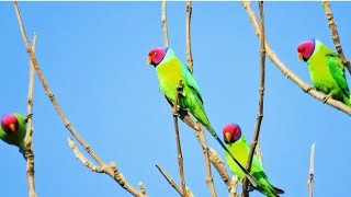 plum headed parakeet Natural Sound [upl. by Malek161]