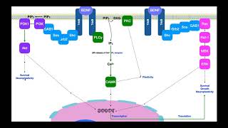 BrainDerived Neurotrophic Factor BDNF  Signaling amp Mechanism [upl. by Aruat240]